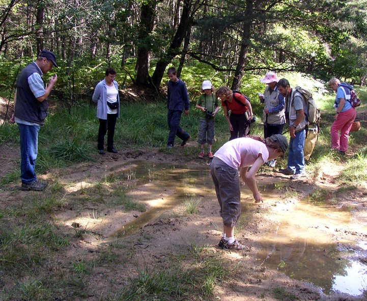 2009 07 Myco Gros taillis 24